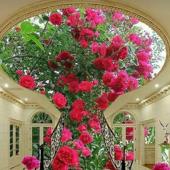 Meet your Posher, Paula - Picture 3 of 5